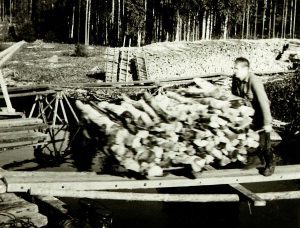 Puun lastausta Savonrannalla 1961. "Kuvattu v. 1961 Pyyveden Östringin rannoilta. Kärrääjä Eino Ruottinen.